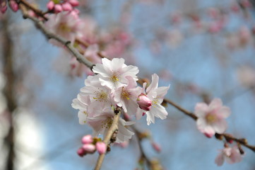 Kirschblüte im Stadtgarten Essen
