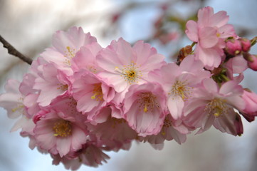 Kirschblüte im Stadtgarten Essen