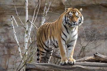 Fototapeta na wymiar Amur Tiger, Panthera tigris altaica, closely monitors nearby