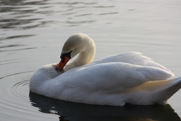 Łabędź © ankacz21