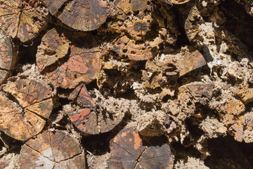 Cross section of the timber, damage from termite, firewood stack