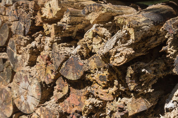 Cross section of the timber, damage from termite, firewood stack