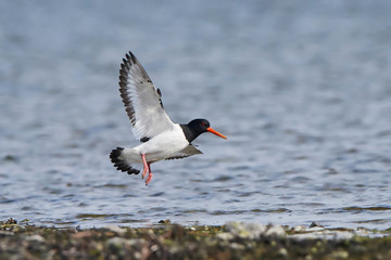 Eurasian oystercatcher (Haematopus ostralegus)