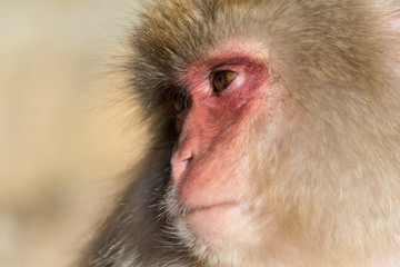 Obraz premium Snow Monkey