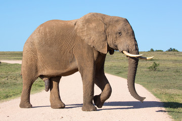 Fototapeta na wymiar African Elephant Male