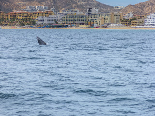 Marine Life on a Whale Watching Tour in Mexico