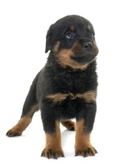 young puppy rottweiler