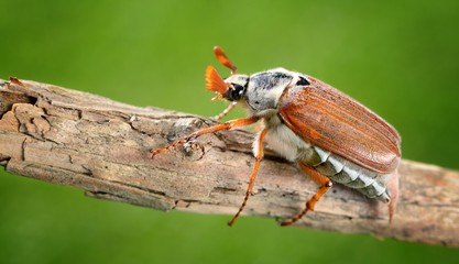 Cockchafer or May bug (Melolontha melolontha) is ready to fly from the tree branch, extreme...