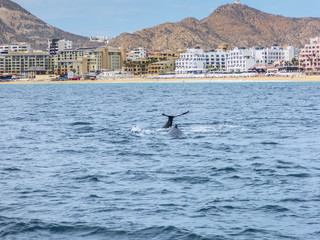 Marine Life on a Whale Watching Tour in Mexico