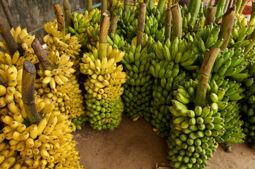 Bananenstauden