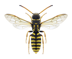 Wasp Polochrum repandum