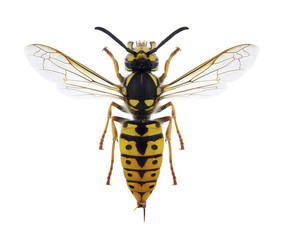 Wasp Vespula germanica (female)