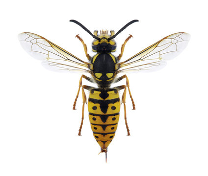Wasp Vespula germanica (female)