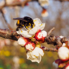 Bumble bee gathering pollen on apricot tree flower