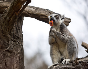 Ring-tailed lemur (lemur catta) enjoying a lollipop