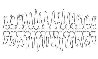 dentition