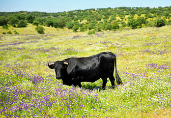 Fighting bull in the meadow