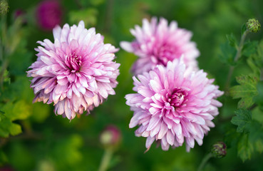 pink chrysanthemum flowers