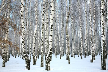 Foto op Canvas Winterberkenbos met overdekte sneeuwstammen © Elena Kovaleva