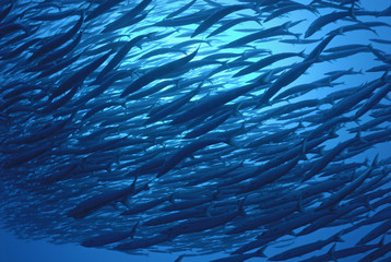 School of Pelican Barracudas (Sphyraena idiastes), Ecuador, Galapagos archipelago, Wolf Island,...