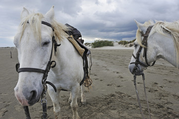 Naklejka na ściany i meble Camargue horses on beach, Camargue, France, Europe