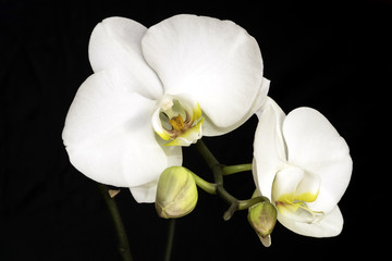 White Orchid/white orchid with a black background