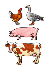 Farm animals, cow, pig, chicken, goose, poultry, livestock, color vector illustration, sketch style with a set of animals isolated on white background, realistic animal products for sale