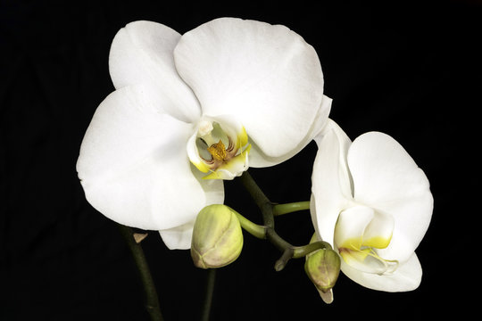 Fototapeta White Orchid/white orchid with a black background