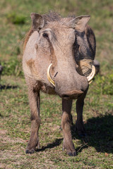 Warthog Portrait