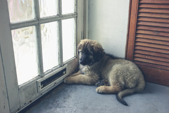 Leonberger puppy waiting by the door