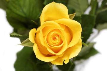 Single yellow button of rose. Top view.
