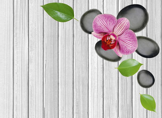 stones and orchid on the white background