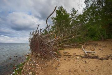 
Uprooted tree on the coast