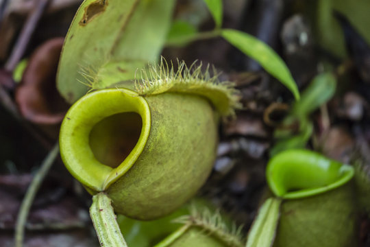 Tropical pitcher plant (Nepenthes spp,) at the Semenggoh Rehabilitation Center, Sarawak, Borneo, Malaysia