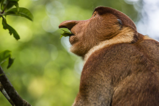 Adult proboscis monke (Nasalis larvatus) foraging in Bako National Park, Sarawak, Borneo, Malaysia