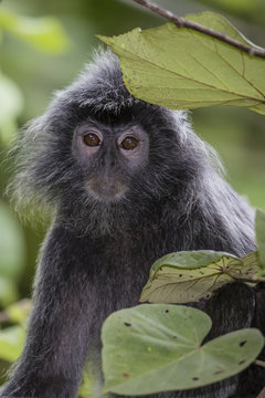 Adult silvery langur (Trachypithecus cristatus) (silvered leaf monkey), Bako National Park, Sarawak, Borneo, Malaysia