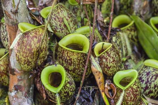 Tropical pitcher plants (Nepenthes spp,) at the Semenggoh Rehabilitation Center, Sarawak, Borneo, Malaysia