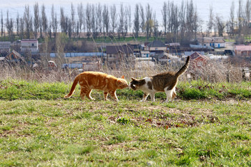 Два кота встретились друг с другом