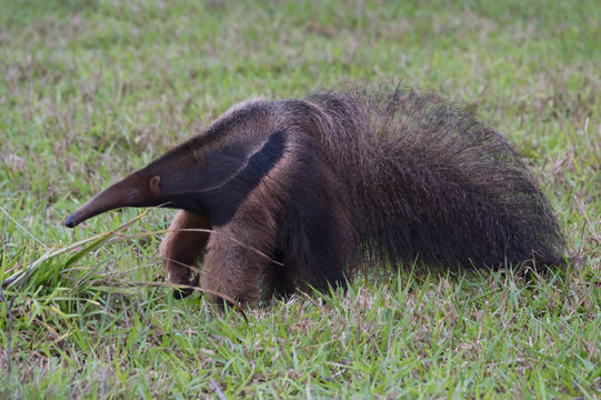 Giant anteater (Myrmecophaga tridactyla), Mato Grosso, Brazil