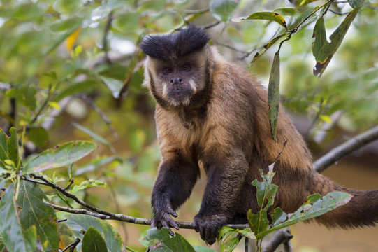 Male tufted capuchin (Cebus apella) (brown capuchin) (black-capped capuchin), Mato Grosso do Sul, Brazil