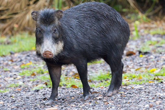 White-lipped peccary (Tayassu pecari), Mato Grosso do Sul, Brazil