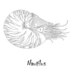 Vector illustration of Nautilus Pompilius or chambered nautilus isolated on white background. Sea mollusk in contour style.