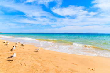 Fototapeta na wymiar Seagulls on sandy beach in Armacao de Pera village, Algarve region, Portugal