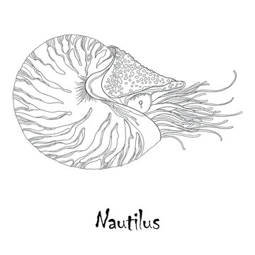 Vector illustration of Nautilus Pompilius or chambered nautilus isolated on white background. Sea mollusk in contour style.