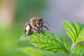 Hard-working bee is relaxing on green leaf