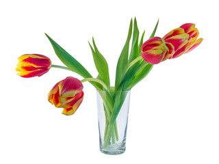 Tulips red and yellow in transparent glass