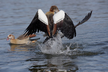 Fototapeta premium Egyptian Goose, Alopochen aegyptiaca