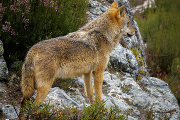 Obraz premium Wet Canis Lupus Signatus watching over rocks