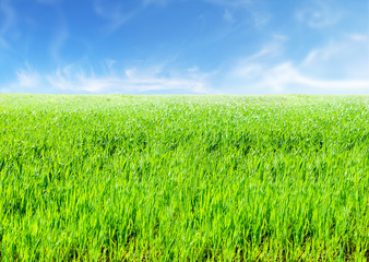 Fototapeta premium Lush green grass with blue sky background