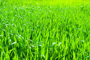 Lush green grass with blue sky background
